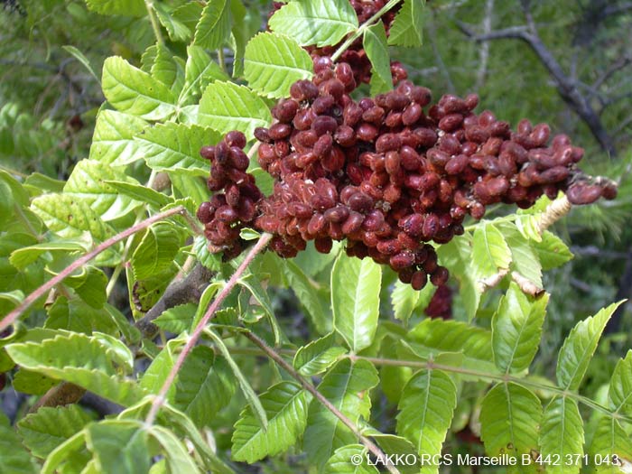 sumac, Rhus coriaria