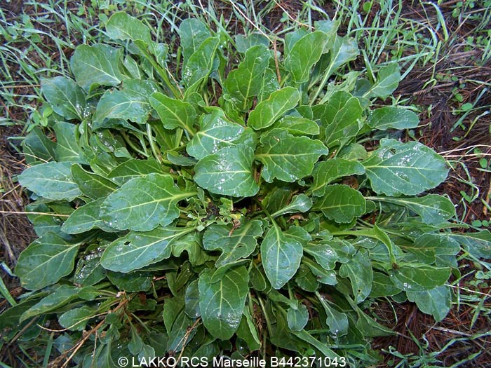 bette ou blette sauvage, Beta vulgaris subsp maritima