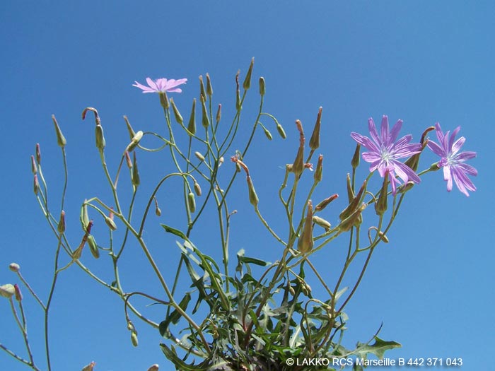 lactuca perennis