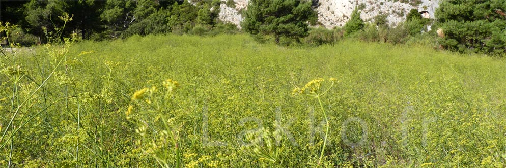 champ de fenouil sauvage