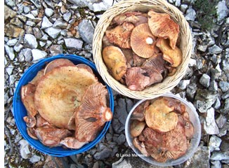 cueillette des champignons sanguins