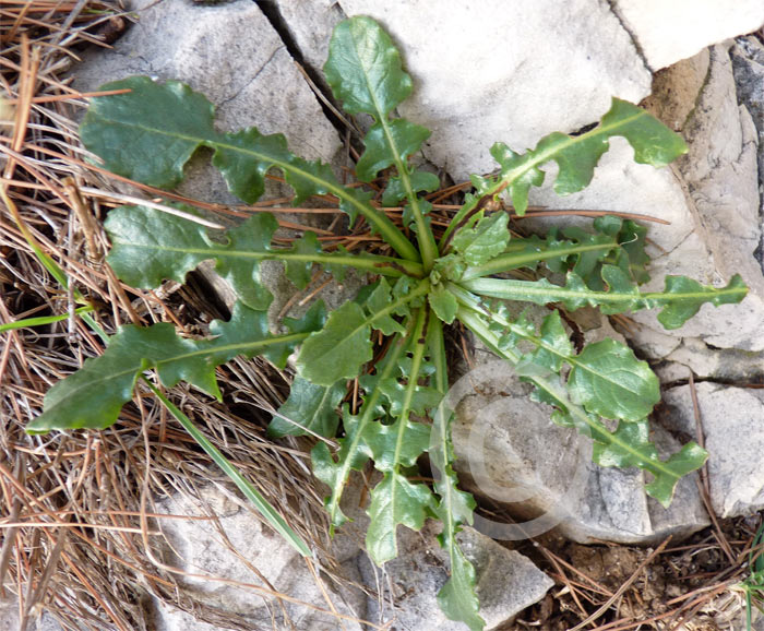 chicore amre, Urospermum dalechampii
