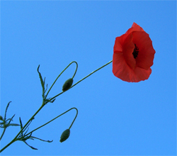 coquelicot