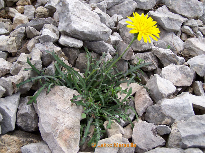 cousteline, terre-grpe, reichardia picrodes