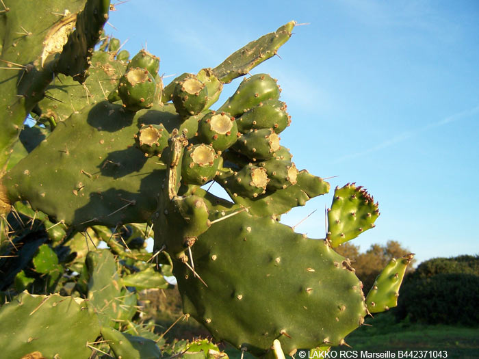 Figues de Barbarie