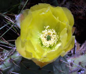 fleur du figuier de barbarie