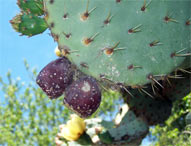 figues de barbarie