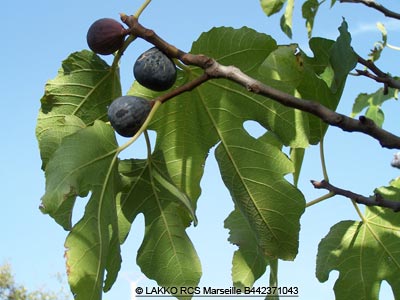 figues sur figuier