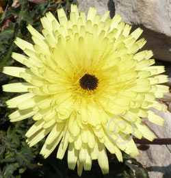 fleur de chicore amre