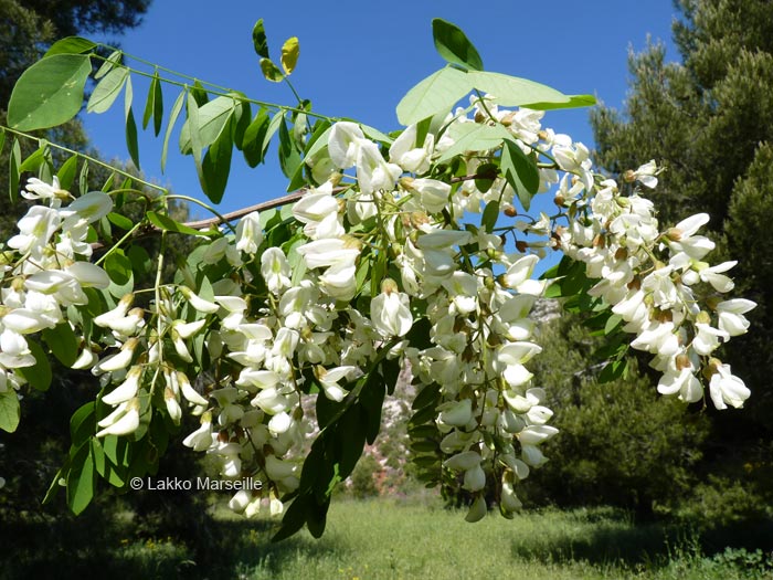 fleurs d'acacia,  Robinia pseudoacacia