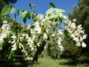 Fleurs d'acacia