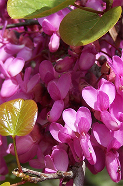 fleurs d'arbre de Jude