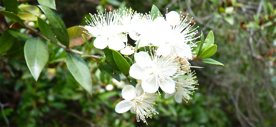 fleurs de myrte