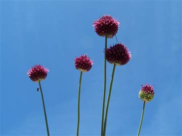 Poireau sauvage (Allium polyanthum) - Secrets des Roches