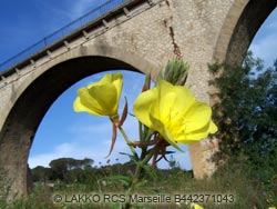 viaduc sur le Gardon