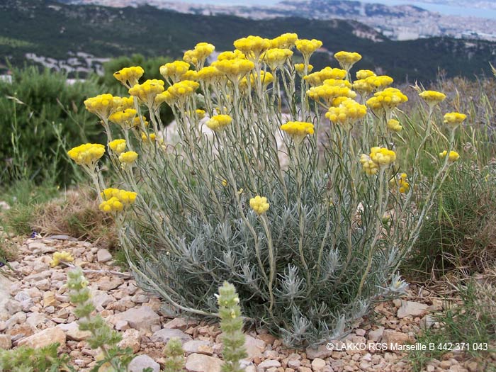 bouquet d'immortelles, helichrysum arenarium