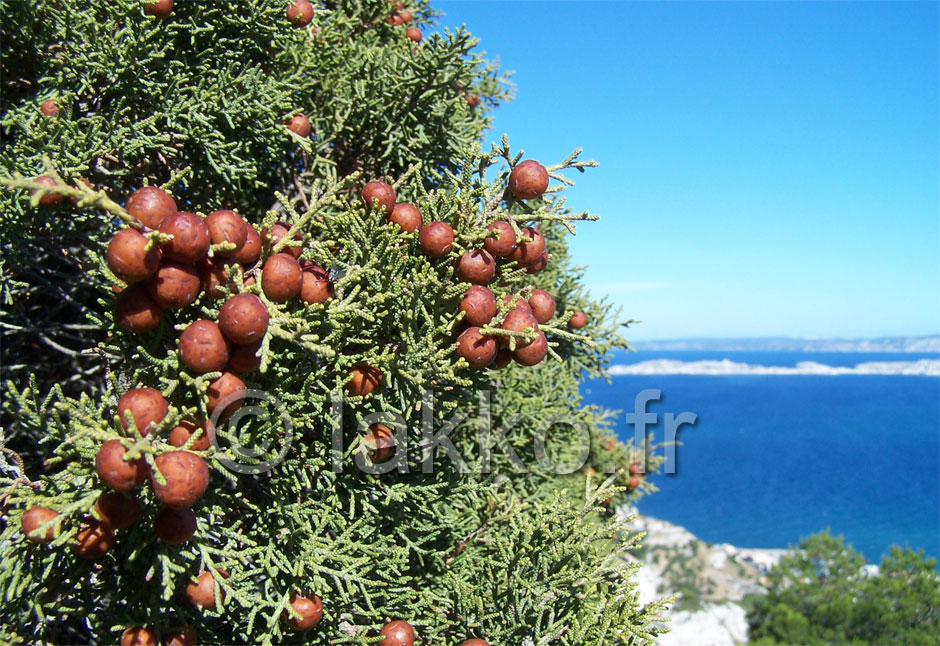 Juniperus phoenicea