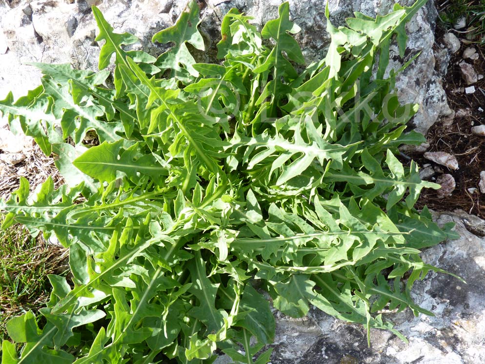 lactuca perennis