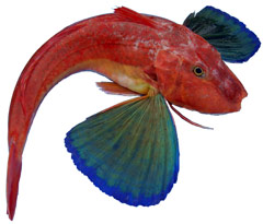 photo de poisson de la mditerrane