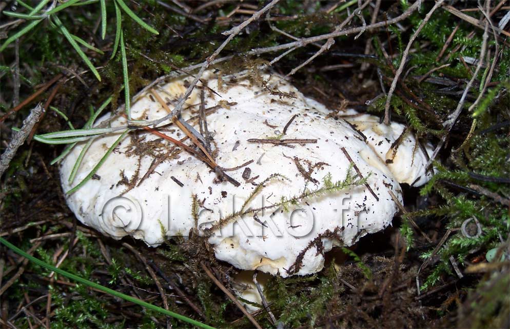 champignon pied de mouton