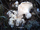 champignons pieds de mouton