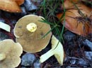 champignons pissacans