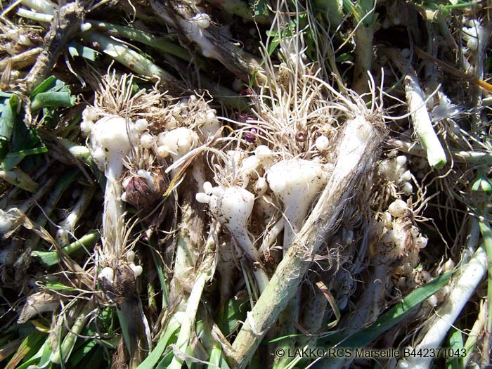 Poireau sauvage (Allium polyanthum) - Secrets des Roches