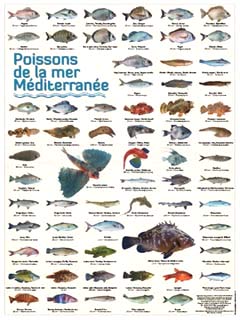 poisson espèces représentatives