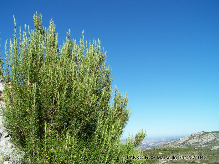 romarin, Rosmarinus officinalis