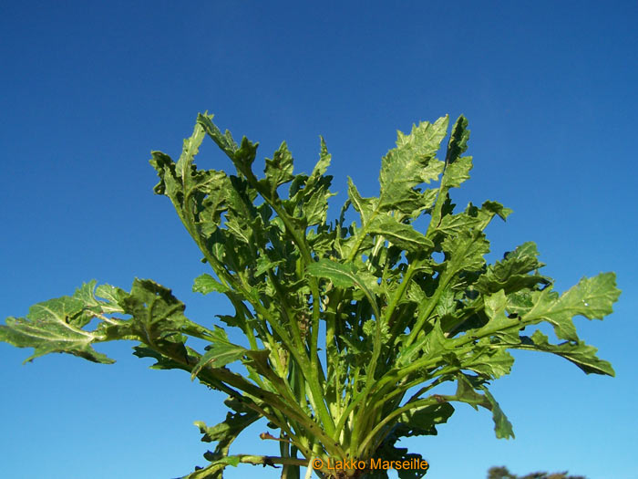 fausse roquette, diplotaxis erucoides