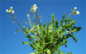 fleurs blanches de roquette