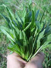 cueillette de feuilles de roquette sauvage