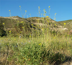 roquette sauvage en fleurs