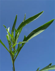 feuilles de roquette sauvage