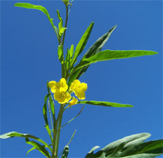 fleurs de roquette sauvage