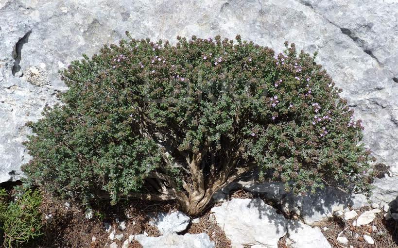 Thymus vulgaris