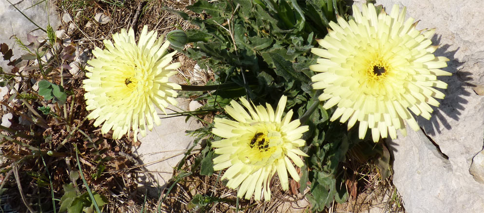 urospermum-dalechampii